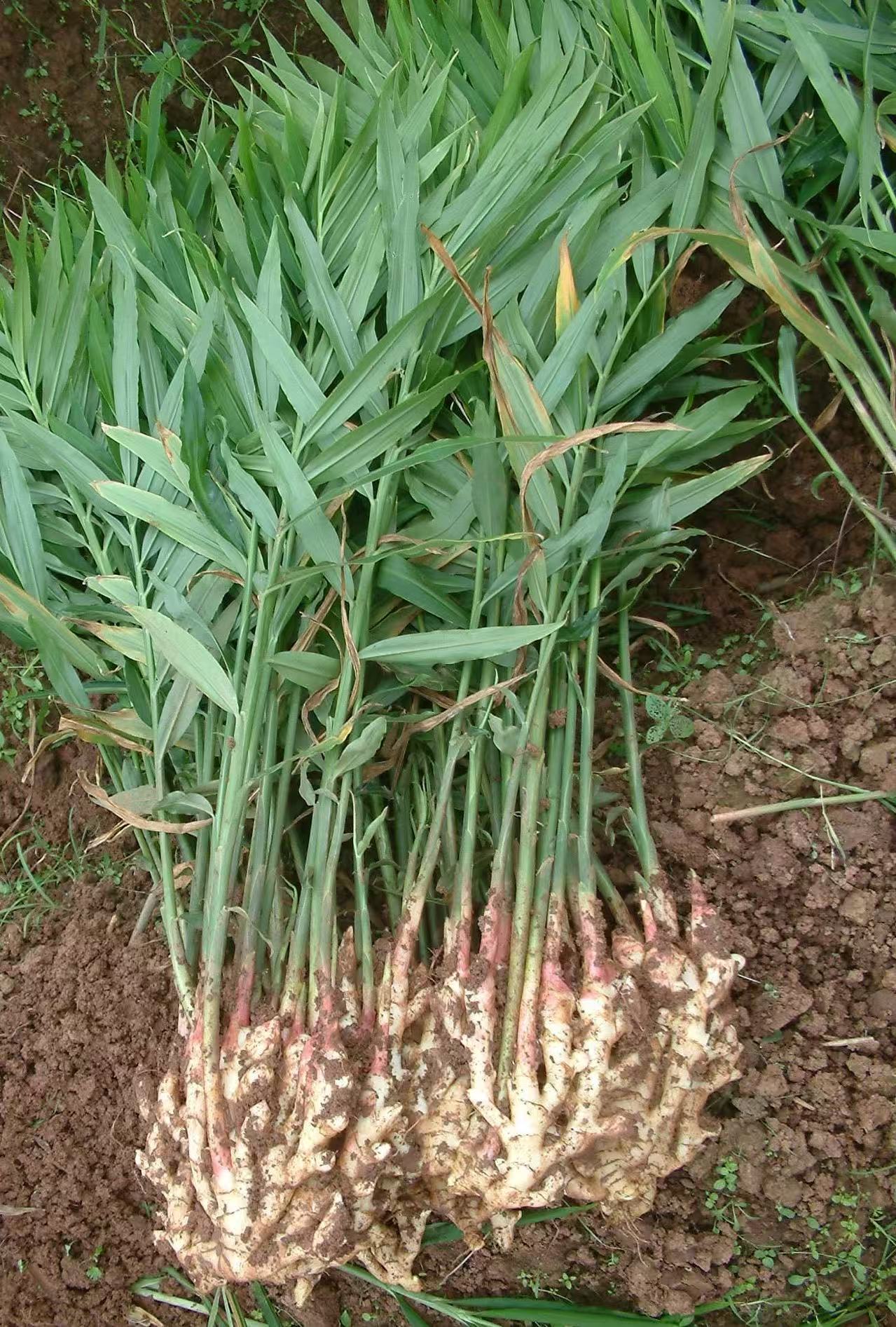 生姜的冷库储存，是一个技术很强的领域。做好以下几点，不仅能保证生姜的品质，还能大大降低损耗，提升经济效益。